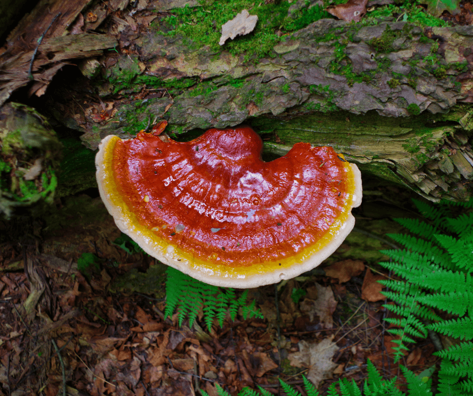 cbd in colchester, cbd in chelsmford, cbd in essex. best mushrooms, reishi mushroom, cordyceps mushroom, turkey tail mushroom, ashwagandha, best shop to sell mushroom in essex. best shop to sell mushroom in the UK, dirtea, mushrooms to calm, mushroom to sleep, mushroom for pain, cbd for anxiety, cbd for pain, cbd for sleep.